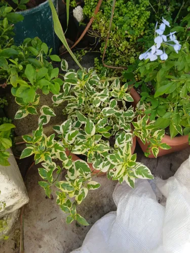 Plantas variadas