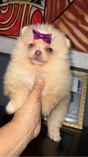 Spitz alemão