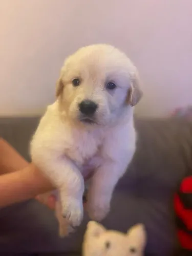 Filhote de golden retriever o queridinho que espalha amor por onde passa
