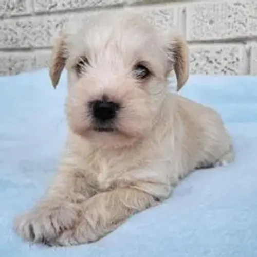 Schnauzer,Schnauzer Filhote Top Padrão da Raça