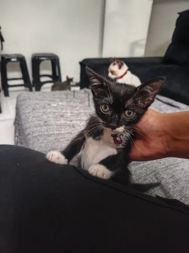 Filhote Gata 60 dias