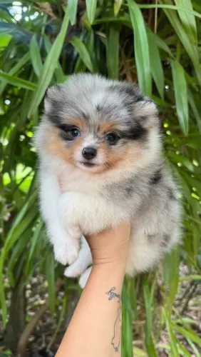 Spitz Alemão Anão