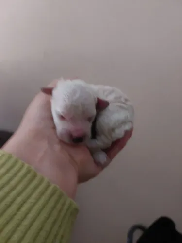 Poodle micro toy