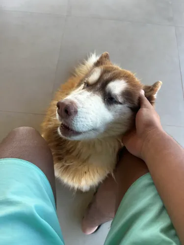 Cachorro Husky ( pv para mais informações)