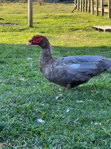 Pato chocolate macho