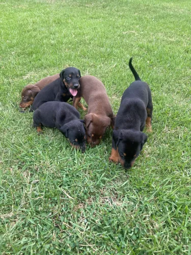Filhotes de Doberman 