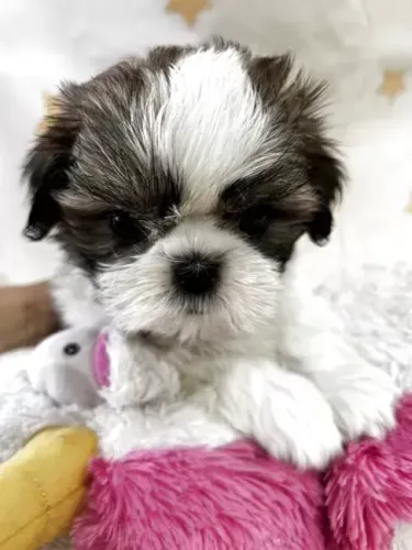 Shih Tzu/ Shitzu filhotes bem peludos legítimos baby macho e fêmea vacinados com garantias