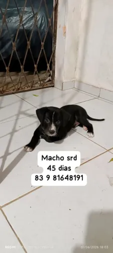 Para adoção responsável 