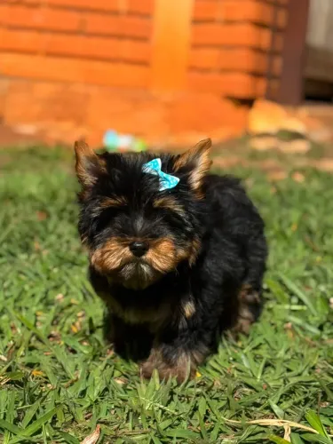 Filhotes de yorkshire terrie com pedigree opsinal