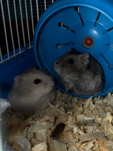 Vendo Hamster