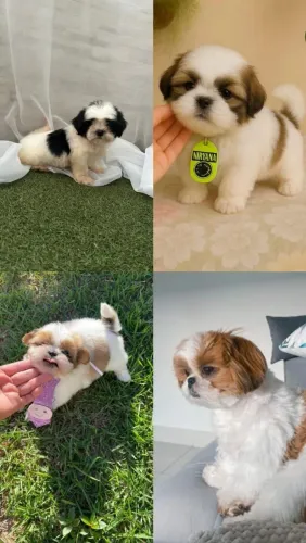 Shih Tzu adorável