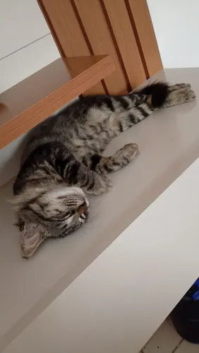 Doa-se gatinho macho