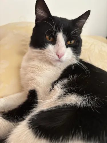 Chico sumiu na QNM 23, Ceilândia. Me ajudem a encontrar!