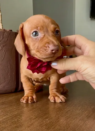 Dachshund, salsichinha menina chocolate