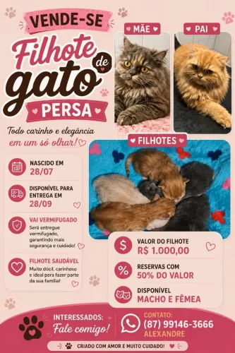 Vendas de filhotes gato persa