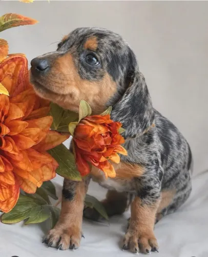 Dachshund