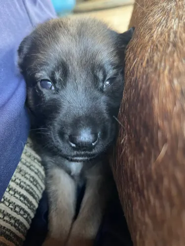 Filhotes de Pastor Belga Malinois