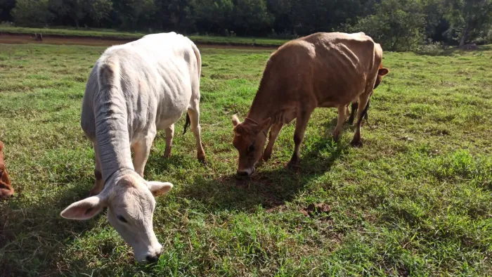 Vaca e novilha prenhas