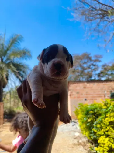 Lindo filhotes American bully pocket