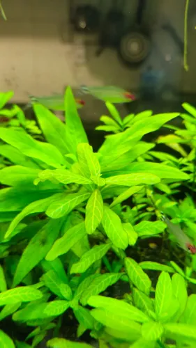 Hygrophila polysperma - planta de aquário - higrófila anã