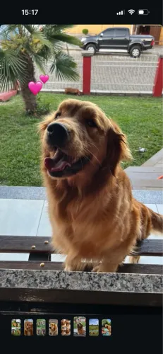 FILHOTES GOLDEN RETRIEVER