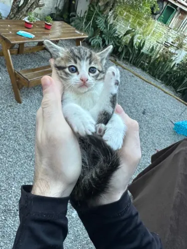 Gatinhos e cão resgatados 