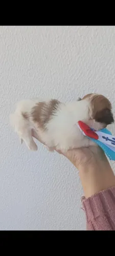 Vendo lindo Finhote de shitzu Macho.. disponível no local.