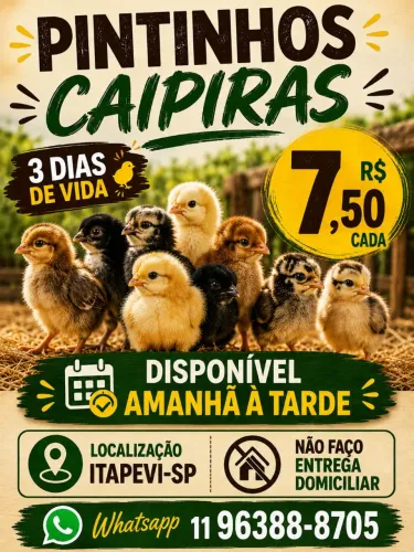 Pintinhos Caipiras