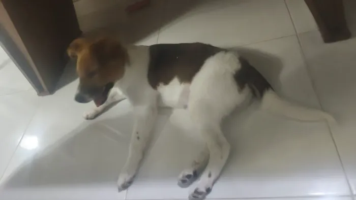 Doacão Cachorra