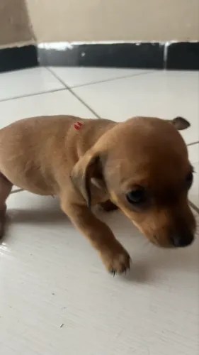 Filhotes de Pinscher 1