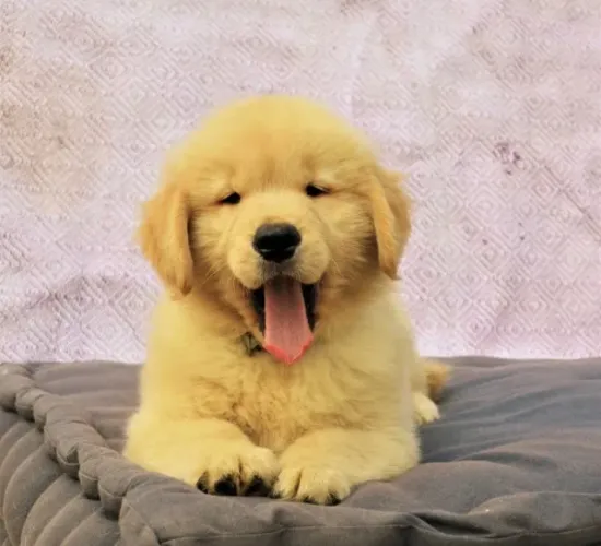 Golden Retriever - Ursinhos de pelo dourado