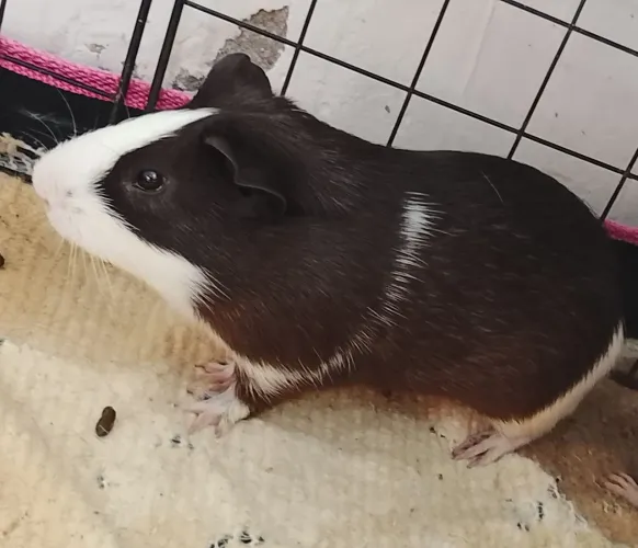Porquinho da índia
