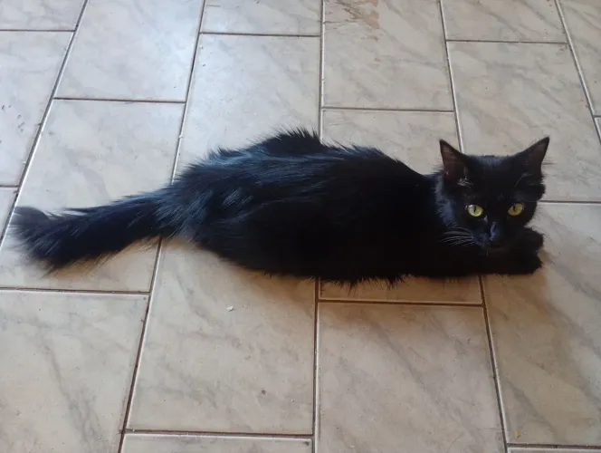 gata de raça