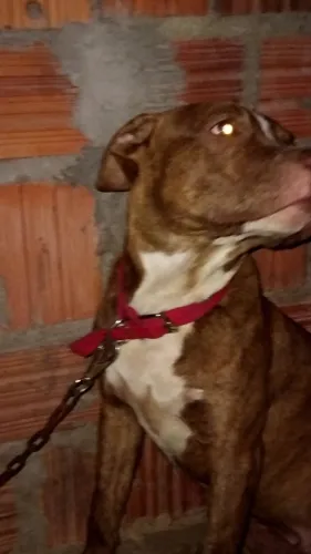 Pitbull, 1 ano