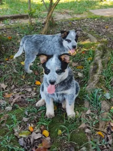 Blue heeler filhotes 