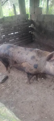 Leitoa para abater