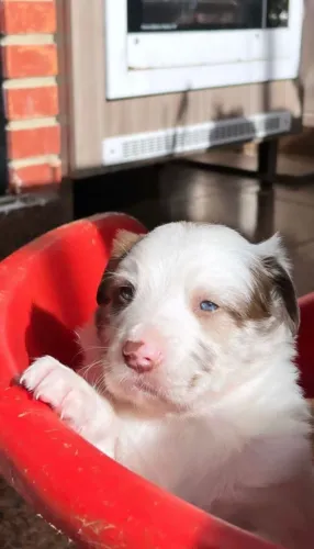 Lindos Border Collie o mais inteligente do mundo disponiveis