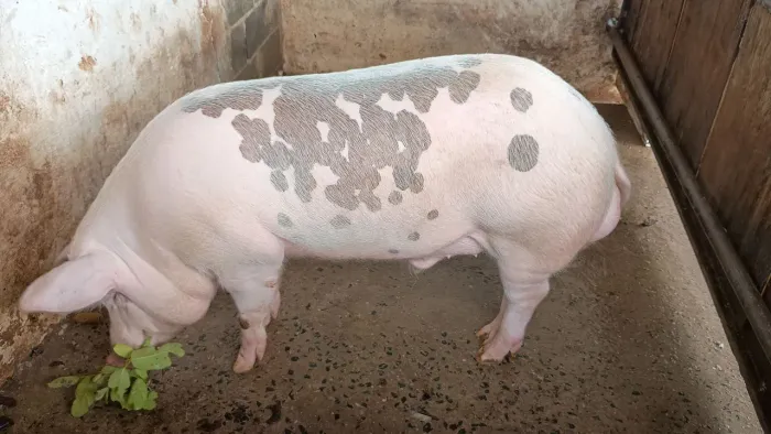 Reprodutor, ótima linhagem e Dna para carne