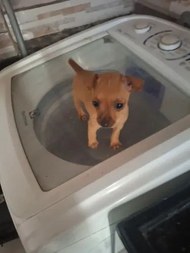 Pinscher!