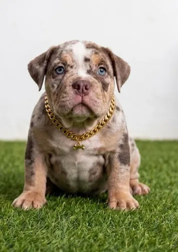 American bully a partir de 1999