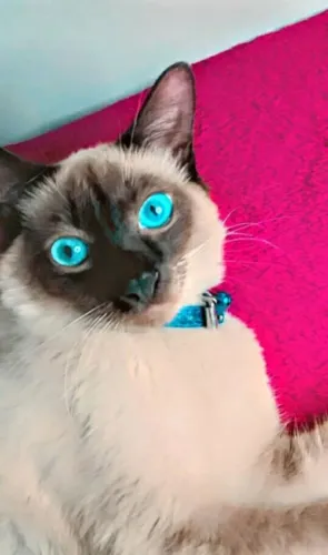 gato angora mistura com Siamês peludo de olhos azuis estou doando retirar em itabaiana 