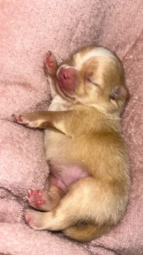 Filhotes de Spitz alemão/ Lulu da pomerânea
