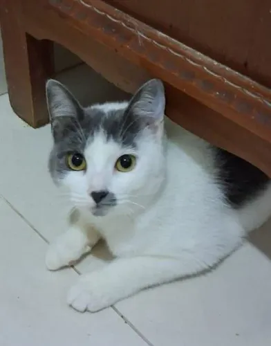 Gatinha castrada para adoção