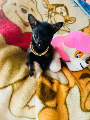 Chiaua machinho vendo