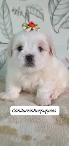 maltes bebes pronta entrega fotos reais
