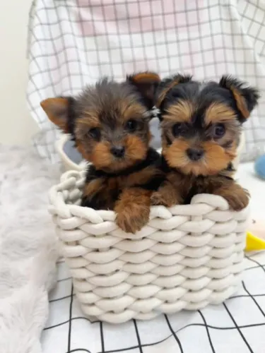 Baby yorkshire super docil com contrato de compra e venda