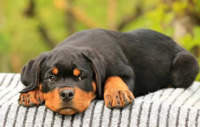 Lindos Filhotes Rottweiler ?