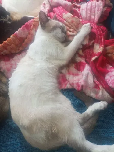 Doação de 2 gatinhos