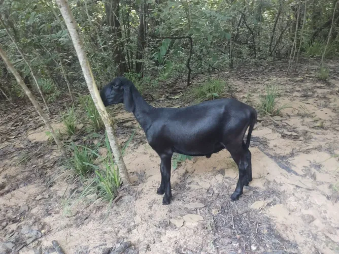 Carneiro 