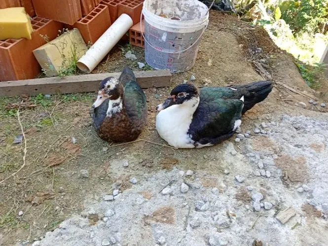 Pato macho e uma femea